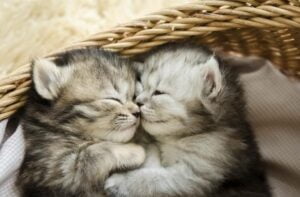 10 su that thu vi ve con meo moi s9eiay