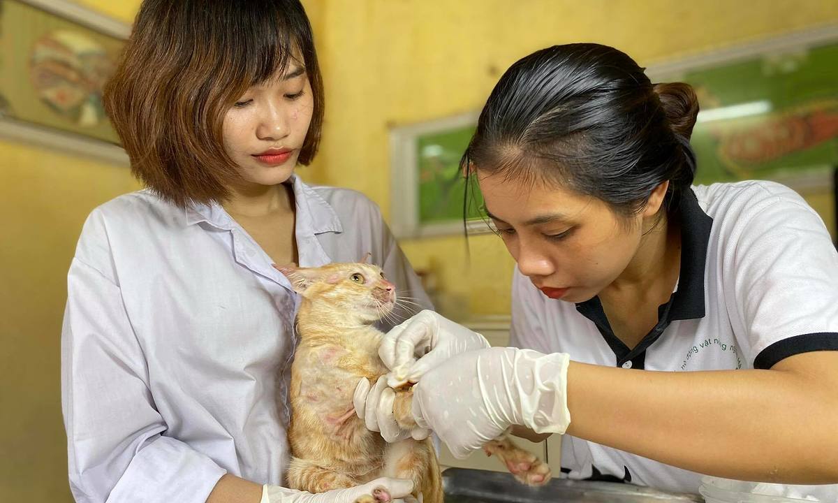 Trạm cứu hộ động vật Nông nghiệp Hà Nội tổ chức hỗ trợ và bảo vệ chó mèo hoang bị hành hạ, đánh đập