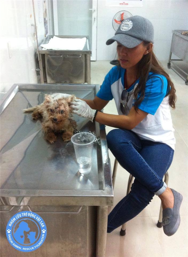SAR là một tổ chức cứu hộ động vật, luôn cống hiến để mang đến cho chó và mèo cơ hội thứ hai trong cuộc sống