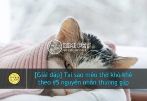 5Bgiai dap5D vi sao meo bi kho khe ma it nguoi de y3F sp47en