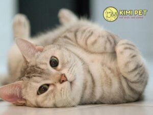5Bkham pha5D dau hieu meo duc va phai lam gi khi meo cai keu 385ajg
