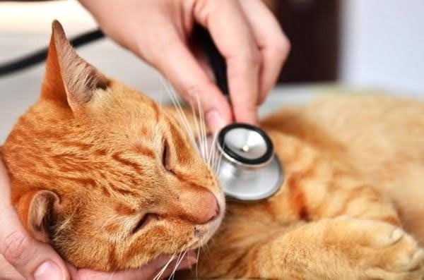 6 dấu hiệu cho thấy mèo của bạn cần được chăm sóc y tế ngay lập tức
