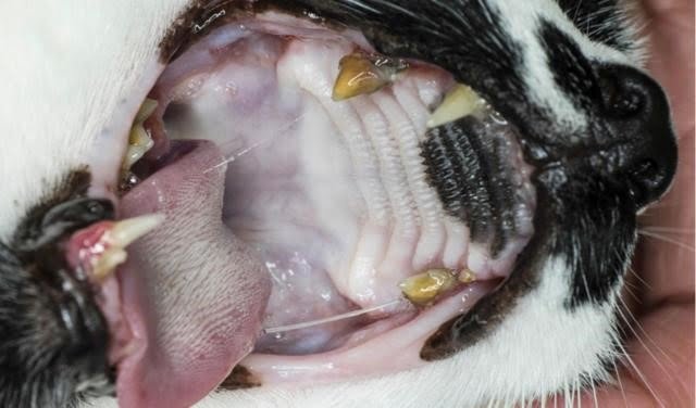 Bệnh răng miệng ở mèo có thể gây đau đớn và khó chịu, làm giảm chất lượng cuộc sống của mèo