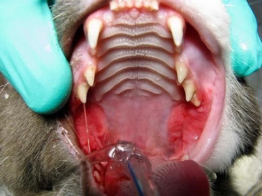 Một số bệnh truyền nhiễm có liên quan đến bệnh răng miệng ở mèo