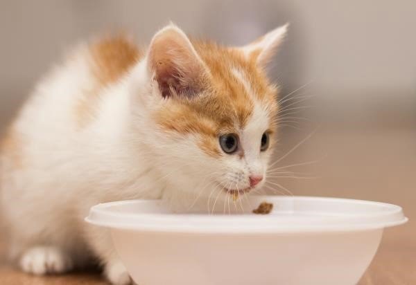 Thức ăn cho mèo con thích hợp phải được chọn để đảm bảo dinh dưỡng cho mèo con.