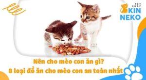 8 loai thuc an an toan nhat cho meo con 7C kin neko petshop3A meo con nen an gi qqhniu