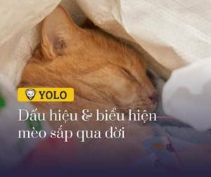 8 trieu chung meo sap chet3A cach doi pho voi chung 7C cua hang thu cung yolo lyl71h