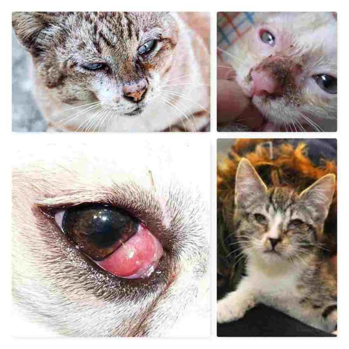 Màng trắng mắt xuất hiện ở mèo sốt cao do màng trên giảm tính đàn hồi, bạn có thể truyền nước hoặc truyền dịch tĩnh mạch để chữa trị hiệu quả