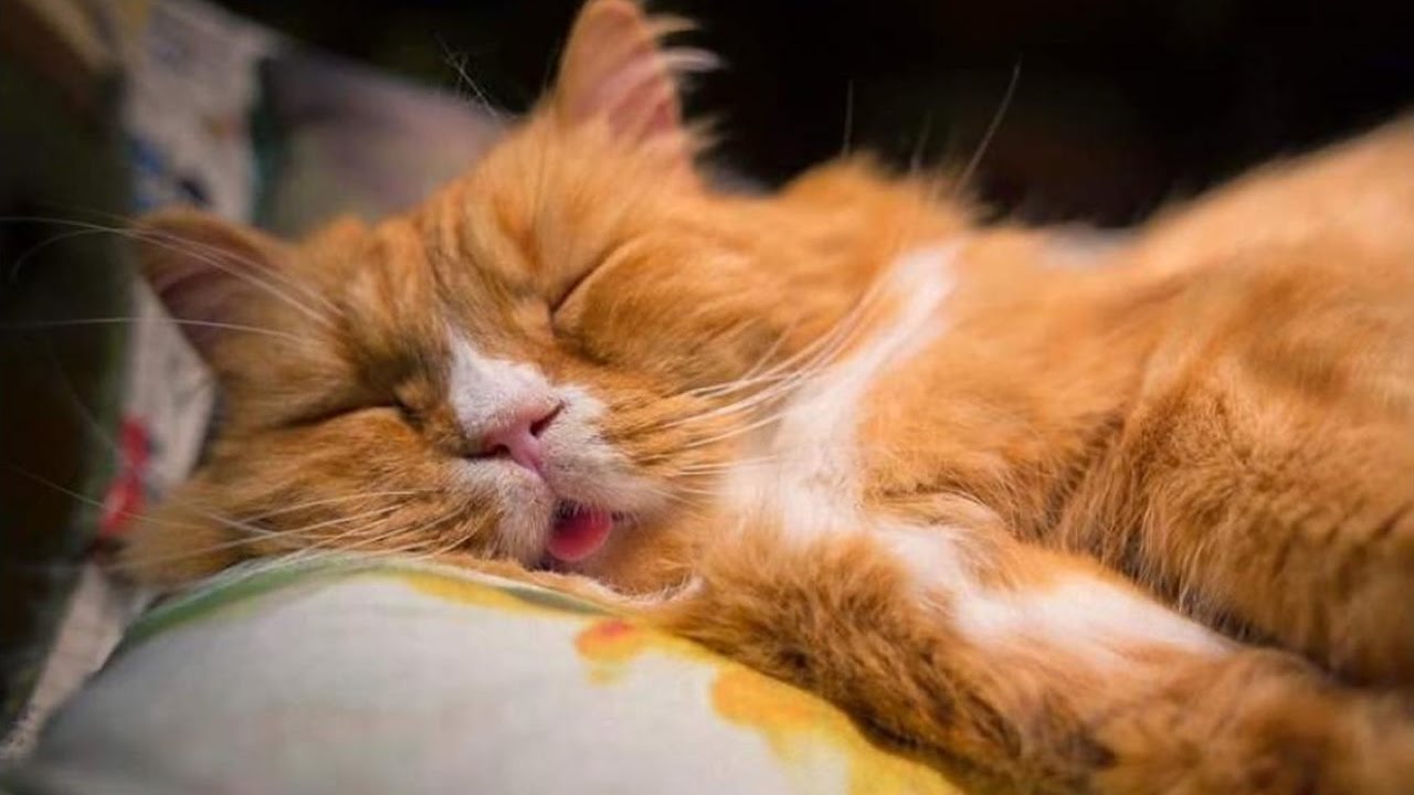 Trung bình mèo ngủ trung bình 15 đến 20 giờ mỗi ngày