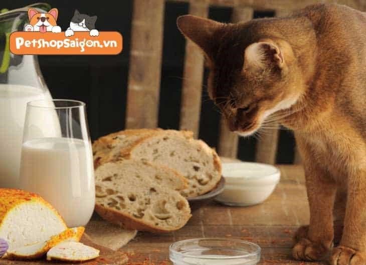 Mèo có thể ăn bánh mì không?