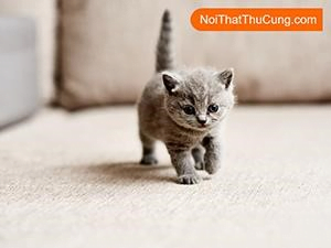 ban nen biet cach huong meo di ve sinh dung cho noi that cua petzou 3ka4cv