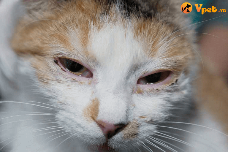Thuốc nhỏ mắt dành riêng cho mèo để phòng ngừa và điều trị viêm kết mạc, viêm giác mạc