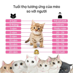 cac trieu chung day thi o meo duc la gi3F can luu y dieu gi khi duoc cham soc3F 28202029 3mqjpa