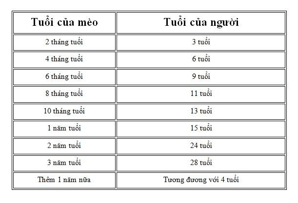 Bảng quy đổi tuổi mèo sang tuổi người