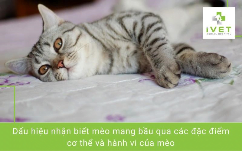 Cách nhận biết mèo đang mang bầu