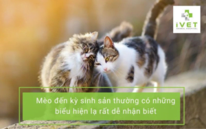 cach nhan biet meo mang thai huong dan cham soc meo mang thai 8bx7oo