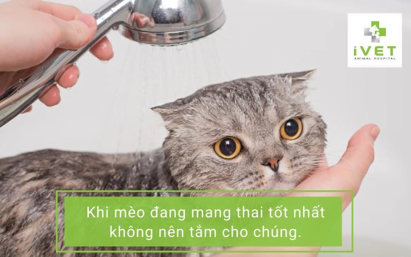 Có nên tắm cho mèo đang mang bầu?