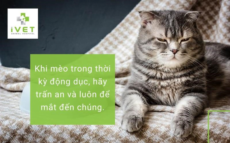 Chú ý trong kỳ động dục của mèo