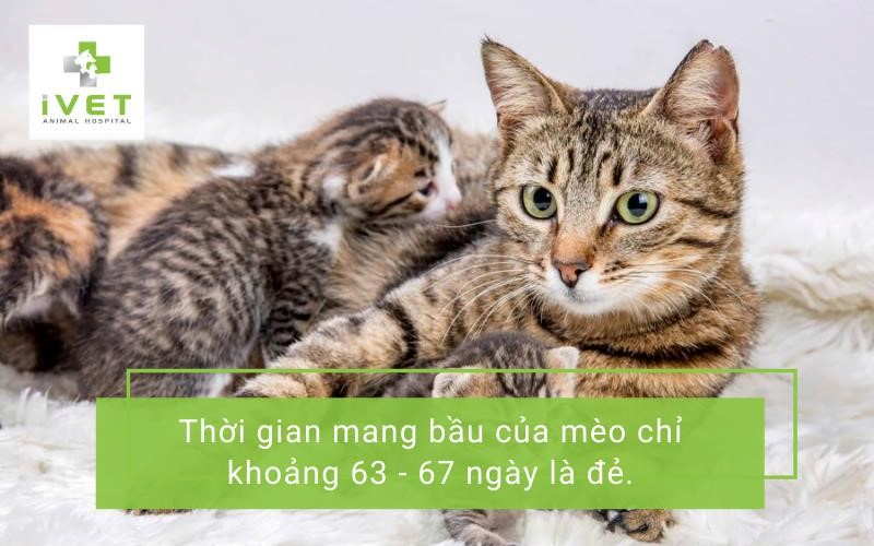 Mèo đẻ sau bao nhiêu tháng mang bầu?