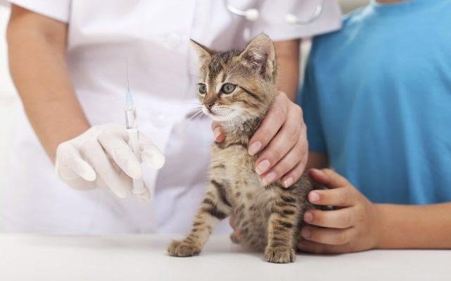 làm thế nào để nhanh chóng chữa lành một con mèo con bị bệnh với sự chăm sóc thích hợp.