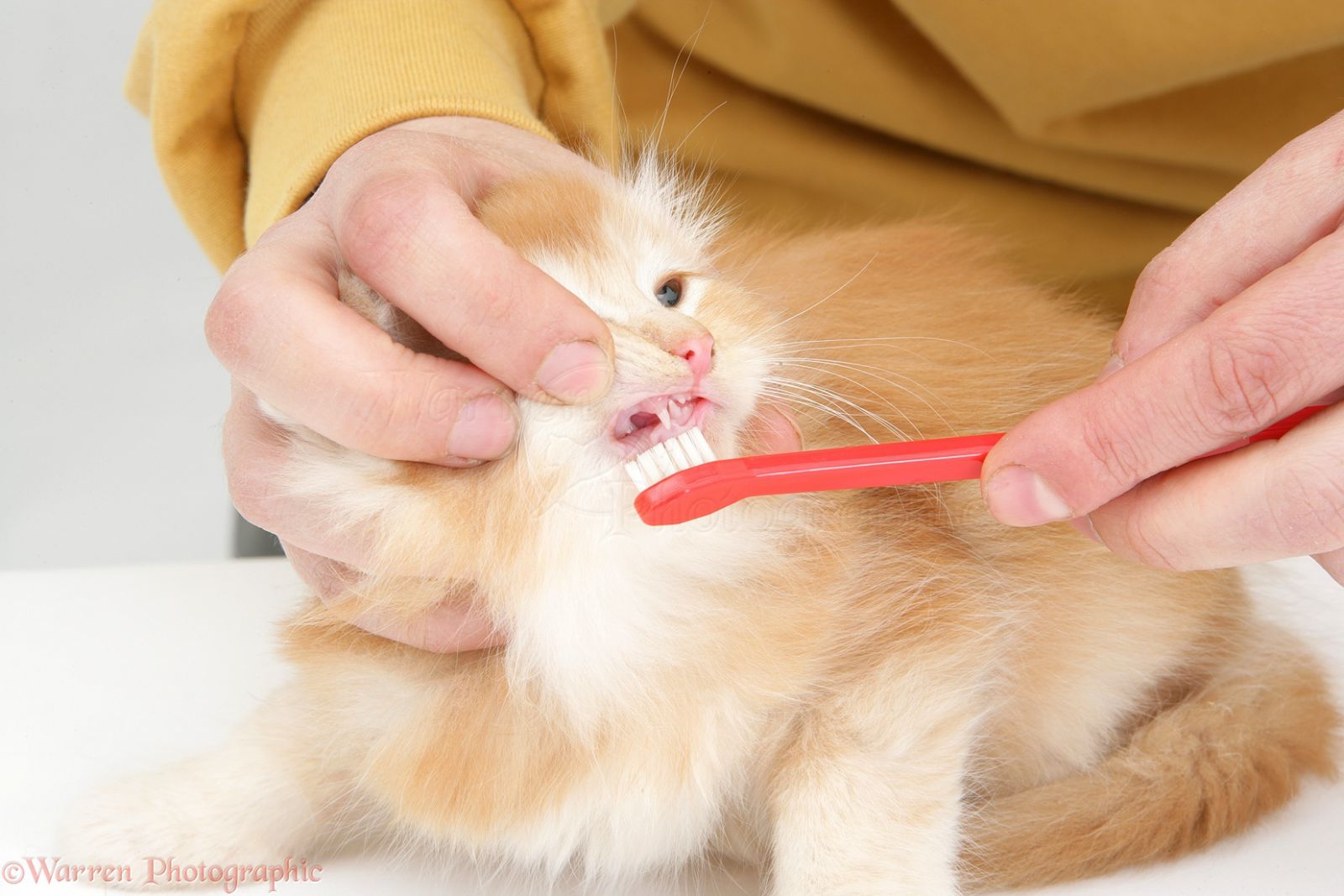 Đánh răng cho mèo có thể gây đau nếu chúng bị viêm nướu nặng, vì vậy hãy tham khảo ý kiến ​​bác sĩ thú y trước khi thực hiện.
