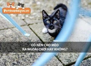 cho meo ra ngoai choi co phu hop khong3F aihn12