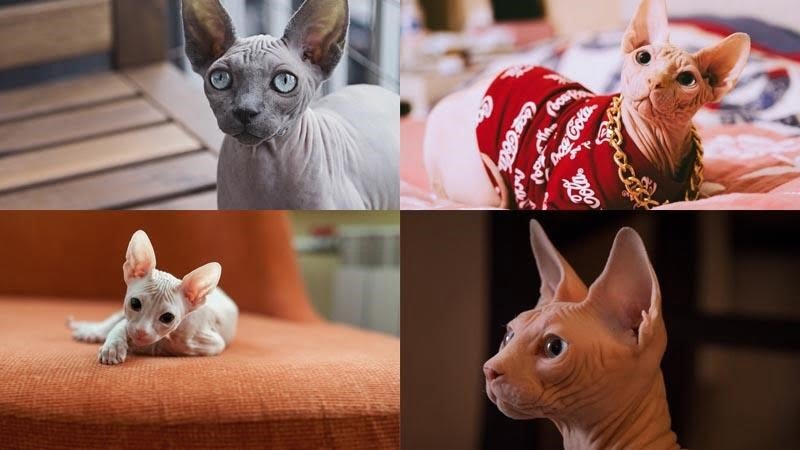 Mèo Ai Cập, hay mèo Sphynx