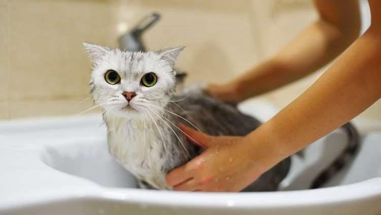 Có nên cho mèo tắm bằng sữa tắm người?