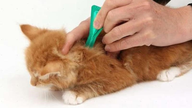 Để điều trị rận mèo, hãy sử dụng thuốc