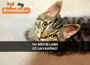 con meo co doi tai lanh