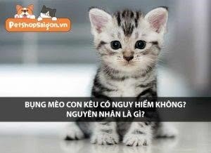 dieu gi gay ra tieng keu o bung cua mot con meo con va no co nguy hiem khong3F 4iny95