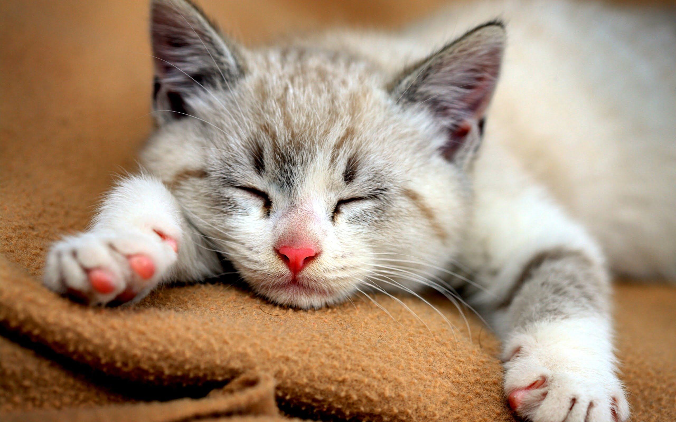Theo các nhà nghiên cứu, chỉ có khoảng 25% thời gian mà mèo ngủ là ngủ sâu
