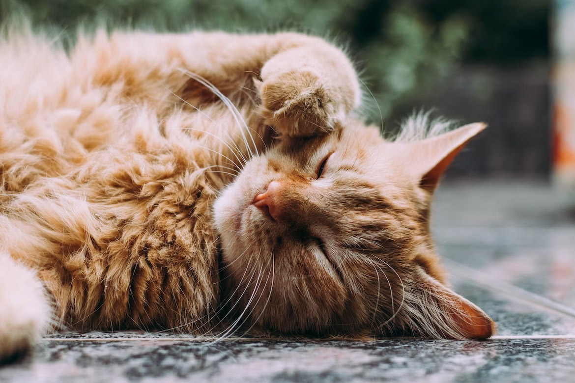 Trong quá trình ngủ, mèo có thể ngáy và cũng có thể mơ đấy các bạn nhé