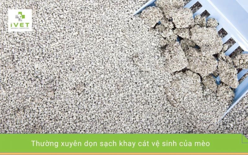 8. Giữ sạch ngái vệ sinh của mèo.