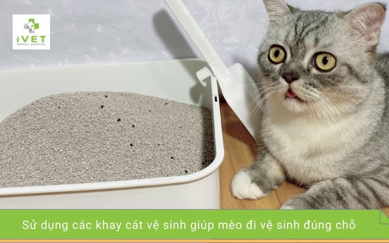 1. Dùng ngái vệ sinh cho mèo.