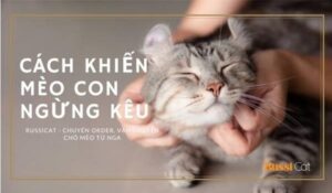 huong dan cua russicat ve cach ngan chan meo bfg94h
