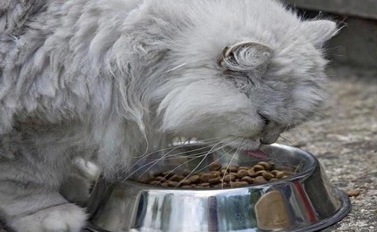 Mèo Anh lông dài không có sở thích ăn uống cụ thể.