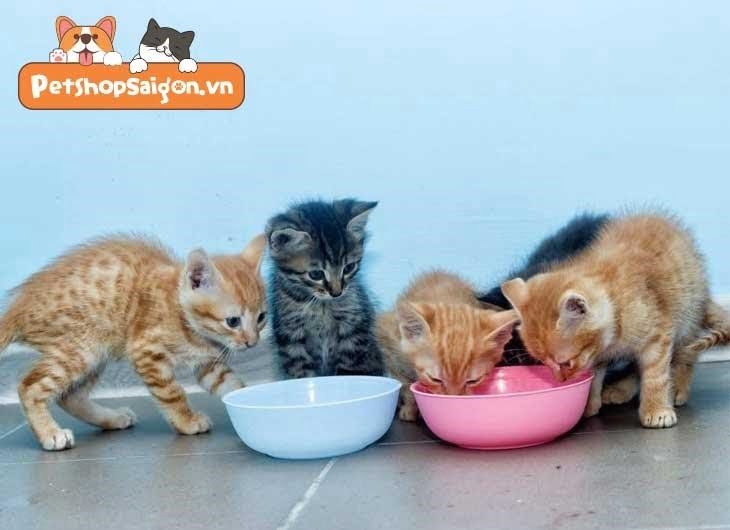 Làm thế nào để mèo con ăn thức ăn đặc?