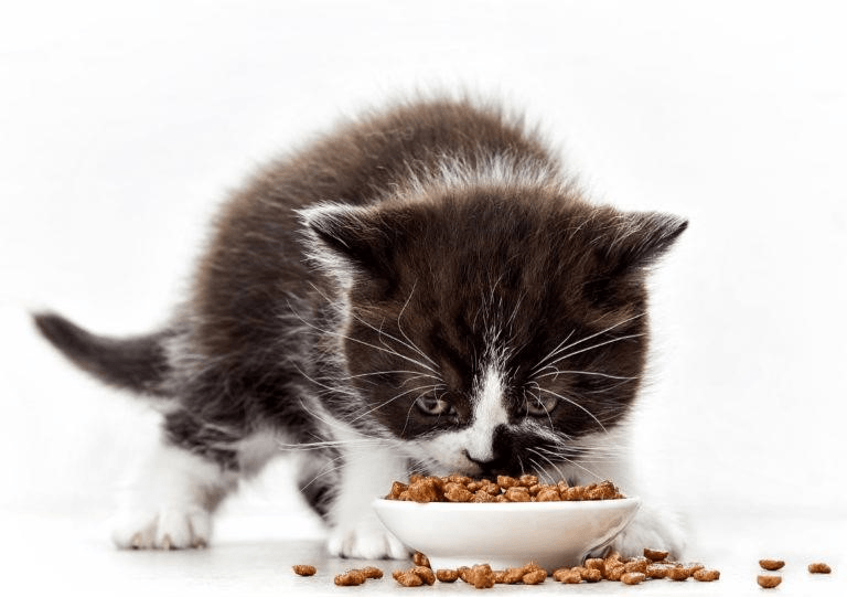 Hãy sử dụng thức ăn hạt cho mèo con đã được chế biến và đóng gói sẵn, đây là một phương pháp đơn giản và tiết kiệm thời gian hơn cho bạn