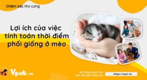lap ke hoach giao phoi cua ban de toi da hoa kha nang sinh san cua con meo cua ban hut8aw