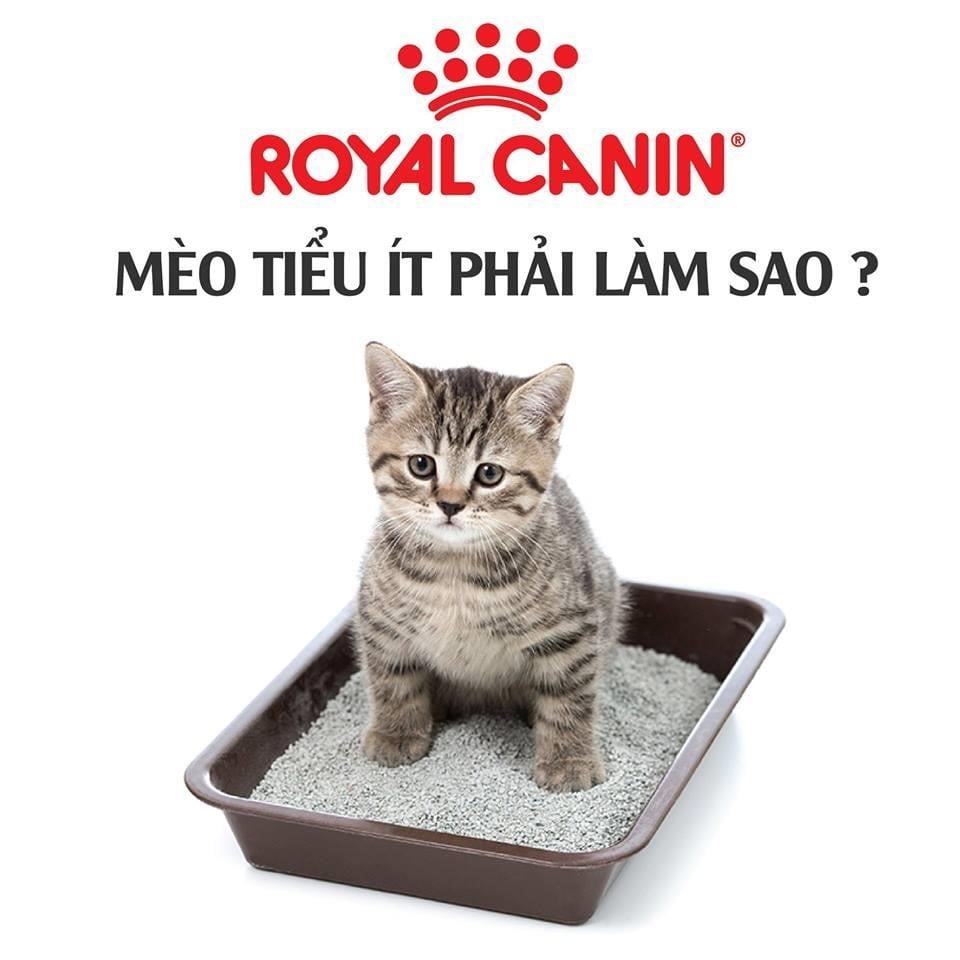 Sự biểu lộ