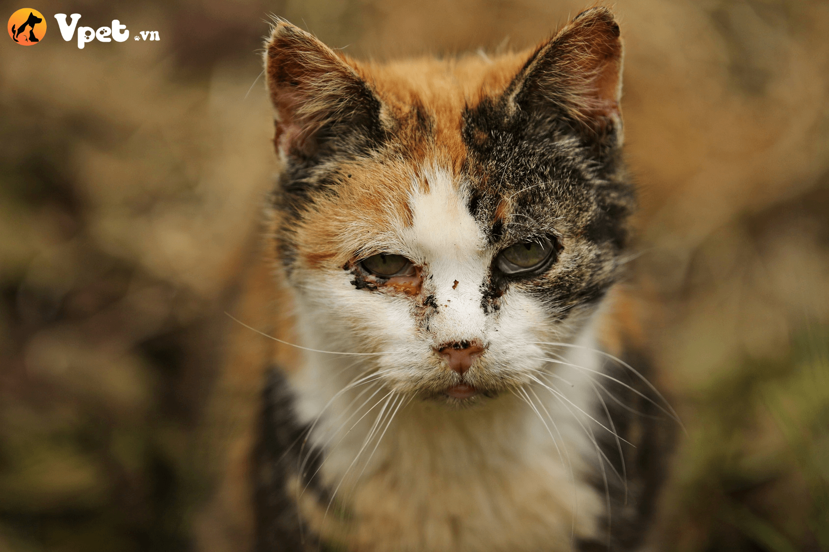 Nguyên nhân viêm giác mạc ở mèo là do mèo đánh nhau, kích ứng dị vật như lông mi trong, nhiễm vi khuẩn và vi rút