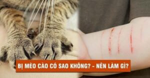 meo cao co hai khong3F bi meo can co can tiem phong khong3F 5agv4z