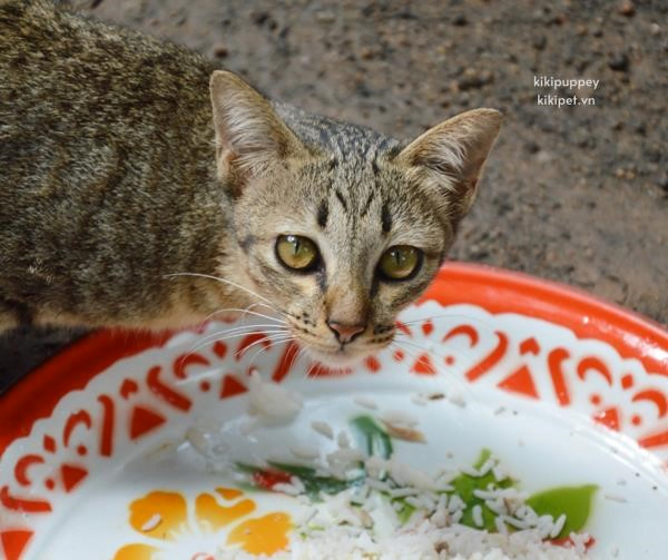1. Khi nào gạo có hại cho mèo?