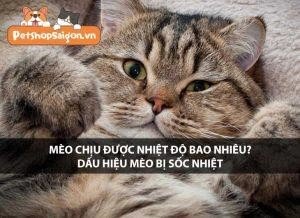 meo co the chiu duoc nhiet do nao3F cac trieu chung cua mot con meo bi say nang
