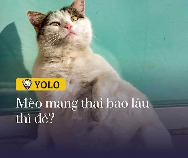 Mèo Mang Thai Trong Bao Lâu?, Dấu Hiệu Và Cách Chăm Sóc Mèo Mang Thai, YOLO Pet Shop.
