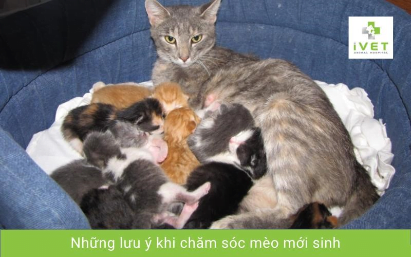 Hướng dẫn chăm sóc mèo sơ sinh