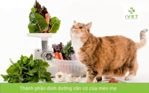 meo me an gi de nhieu sua3F huong dan cham soc thu cung 0z5c3b