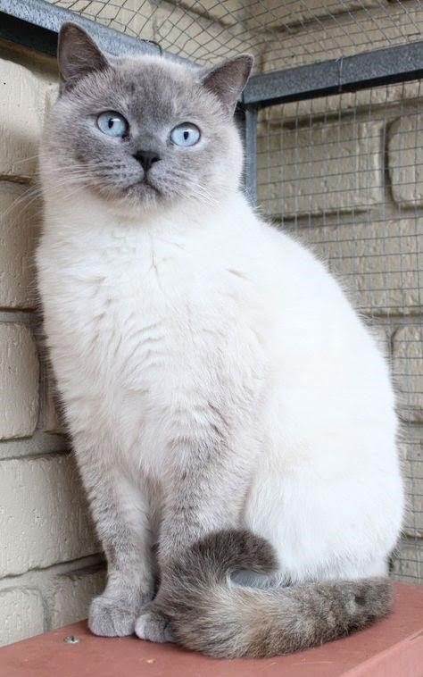 Các hình thức sớm nhất của British Shorthair Hyma.