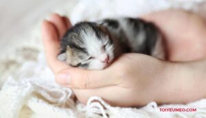 nguyen nhan nao khien meo con chet tu tu sau khi sinh3F hyoy6p